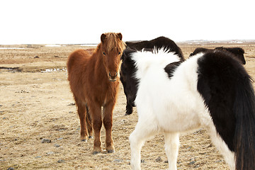 Image showing Herd of Icelandic ponies 