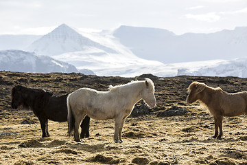 Image showing Herd of Icelandic horses in spring