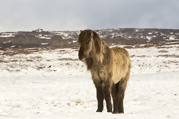 Image showing Icelandic horse in wintertime