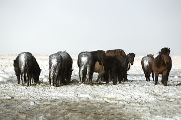 Image showing Herd of Icelandic horses after snow storm