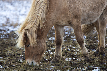 Image showing Portrait of a blond Icelandic horse 