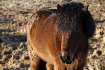 Image showing Brown Icelandic pony on a meadow