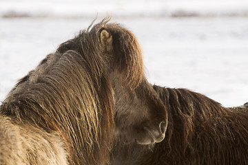 Image showing Icelandic pony in wintertime