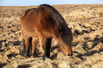 Image showing Brown Icelandic pony on a meadow