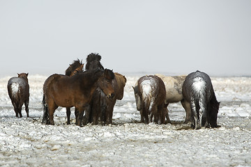 Image showing Herd of Icelandic horses after snow storm