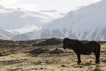 Image showing Icelandic pony in wintertime