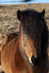 Image showing Brown Icelandic pony on a meadow