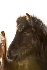 Image showing Closeup of a young Icelandic foal with curly mane