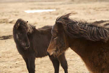 Image showing Brown Icelandic horses