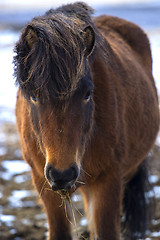 Image showing Portrait of a brown Icelandic horse 