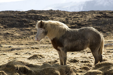 Image showing Icelandic pony in wintertime