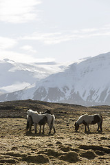 Image showing Icelandic horses in wintertime