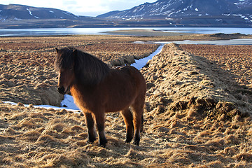 Image showing Brown icelandic pony on a meadow