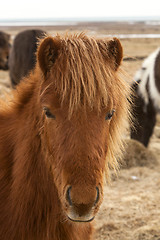 Image showing Portrait of a brown Icelandic horse 