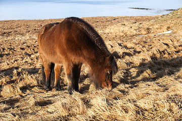 Image showing Brown Icelandic pony on a meadow