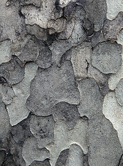 Image showing Sycamore bark texture