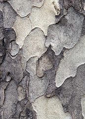 Image showing Sycamore bark texture