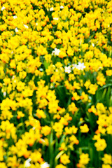 Image showing in london yellow flower field   and spring