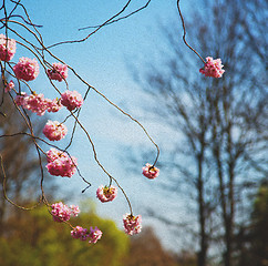 Image showing in london   park the pink tree and blossom flowers natural