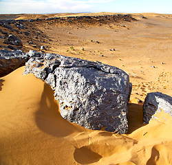 Image showing  bush old fossil in  the desert of morocco sahara and rock  ston