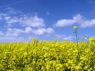 Image showing golden canola field