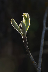 Image showing Spring leaves in backlight