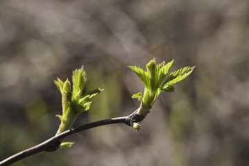 Image showing Spring leaves