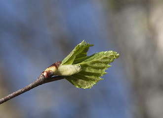 Image showing Spring leaves