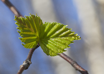 Image showing Young raspberry leaves