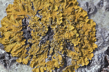 Image showing Lichen on a tree