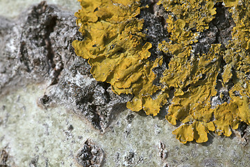 Image showing Lichen on a tree