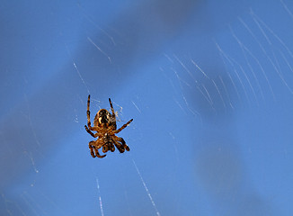 Image showing Spider on web