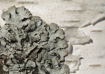 Image showing Lichen on a tree