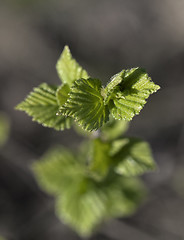 Image showing Young raspberry leaves