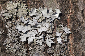 Image showing Lichen on a tree