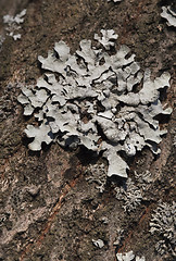 Image showing Lichen on a tree