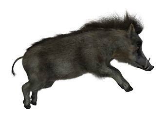 Image showing Warthog