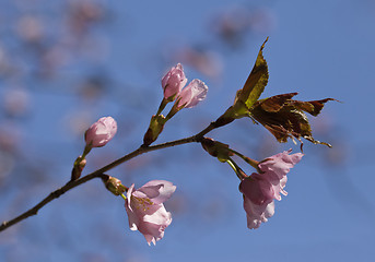 Image showing Blooming sakura