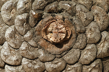 Image showing Pine cone, close-up