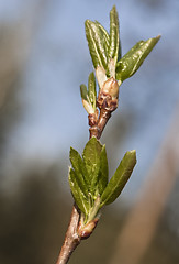 Image showing Spring leaves