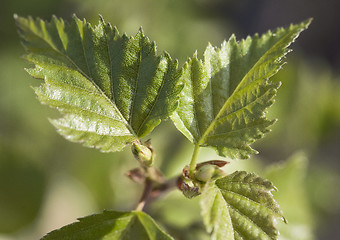 Image showing Young birch