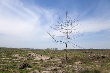 Image showing Dead tree in a field