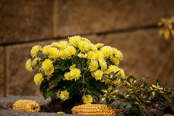 Image showing Yellow Chrysanthemum flowers in autumn garden