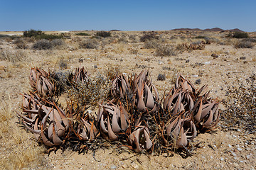 Image showing flowering aloe in the namibia desert