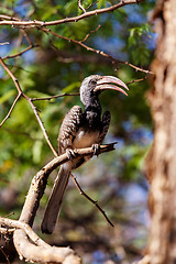 Image showing Yellow-billed Hornbill sitting on a branch and rest