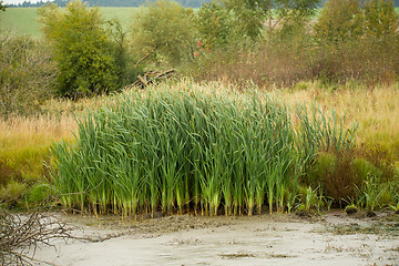 Image showing reeds at the pond