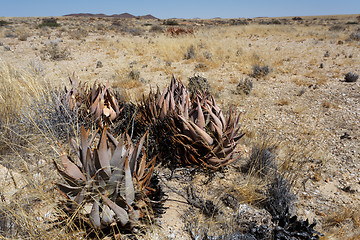 Image showing flowering aloe in the namibia desert