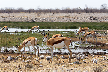 Image showing herd of springbok in Etosha