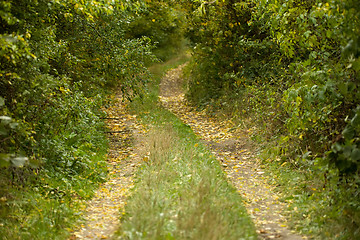 Image showing Country road through rich deciduous forest