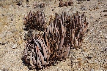 Image showing flowering aloe in the namibia desert